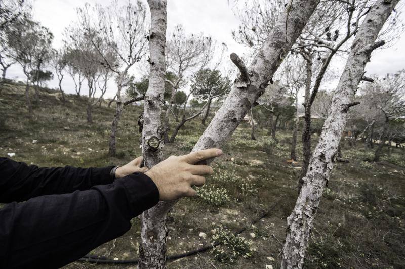 La plaga del &#039;soflamado&#039; afecta a los pinos de la Vega Baja