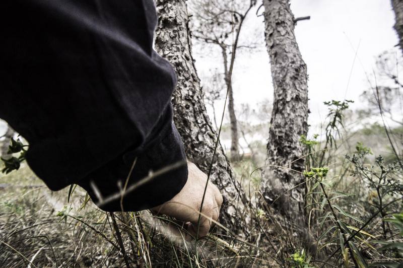 La plaga del &#039;soflamado&#039; afecta a los pinos de la Vega Baja