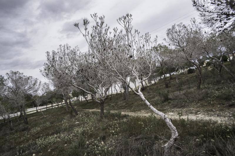 La plaga del &#039;soflamado&#039; afecta a los pinos de la Vega Baja