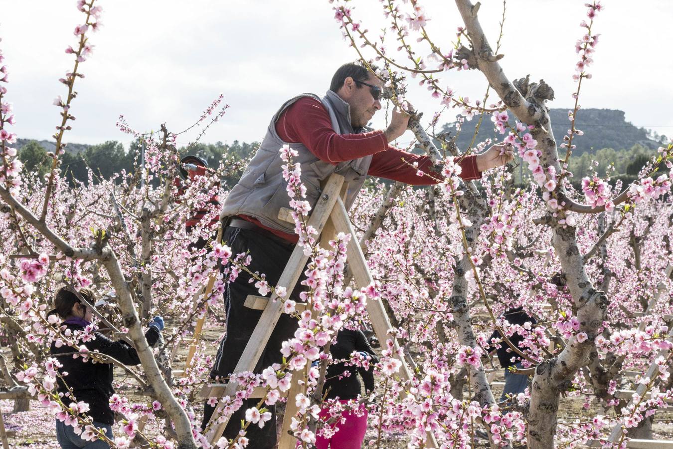 La anunciada ola de frío amenaza los frutales
