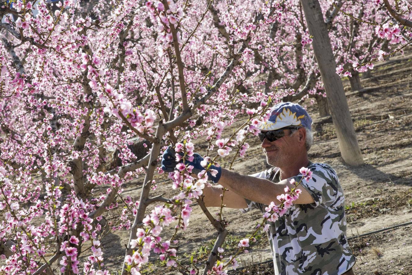 La anunciada ola de frío amenaza los frutales