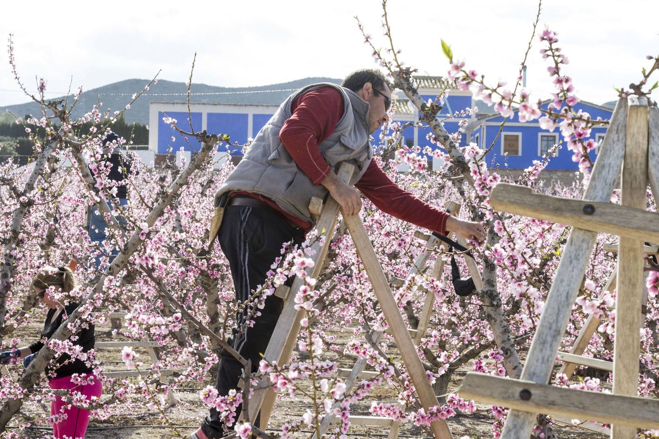 La anunciada ola de frío amenaza los frutales