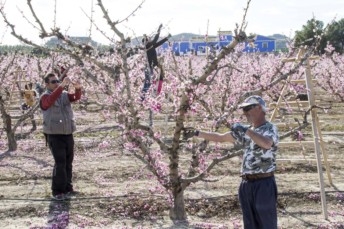 La anunciada ola de frío amenaza los frutales