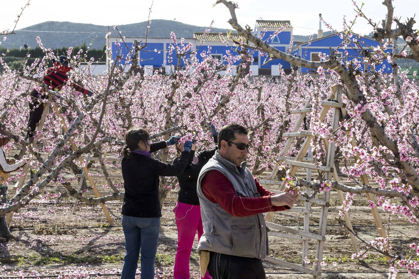 La anunciada ola de frío amenaza los frutales