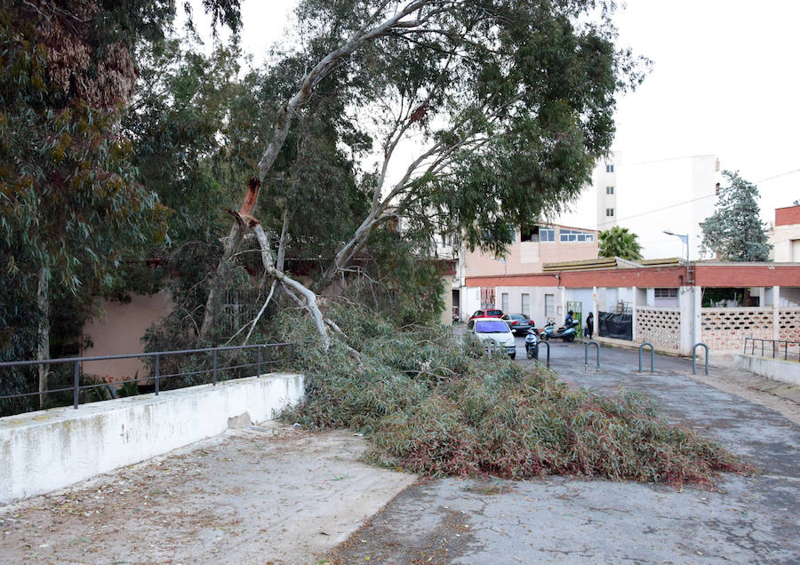 Una rama caída por el viento en Abarán.