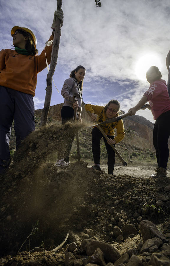 Plantación de árboles en la cantera de Orihuela