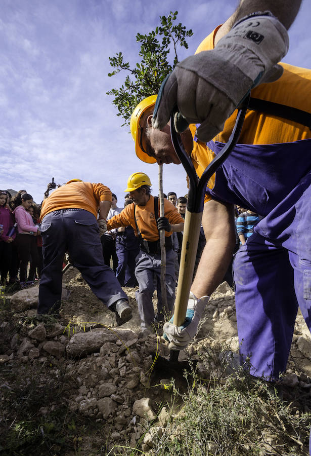 Plantación de árboles en la cantera de Orihuela