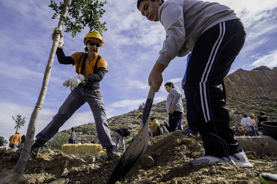 Plantación de árboles en la cantera de Orihuela