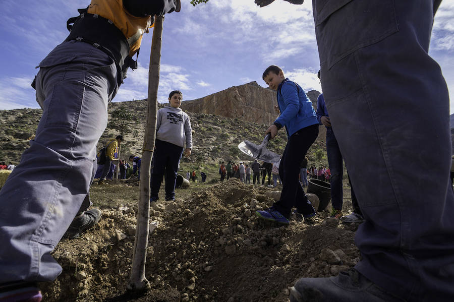 Plantación de árboles en la cantera de Orihuela