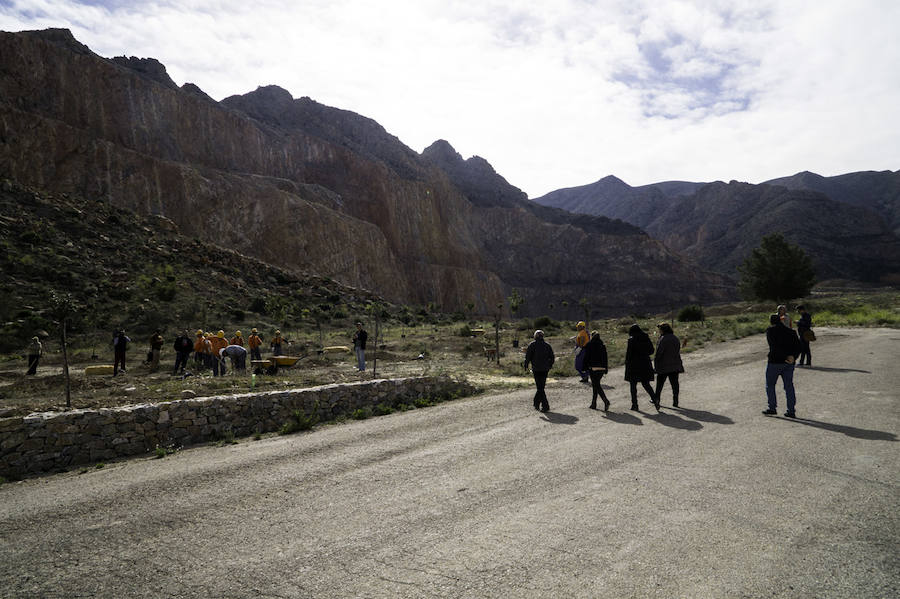 Plantación de árboles en la cantera de Orihuela