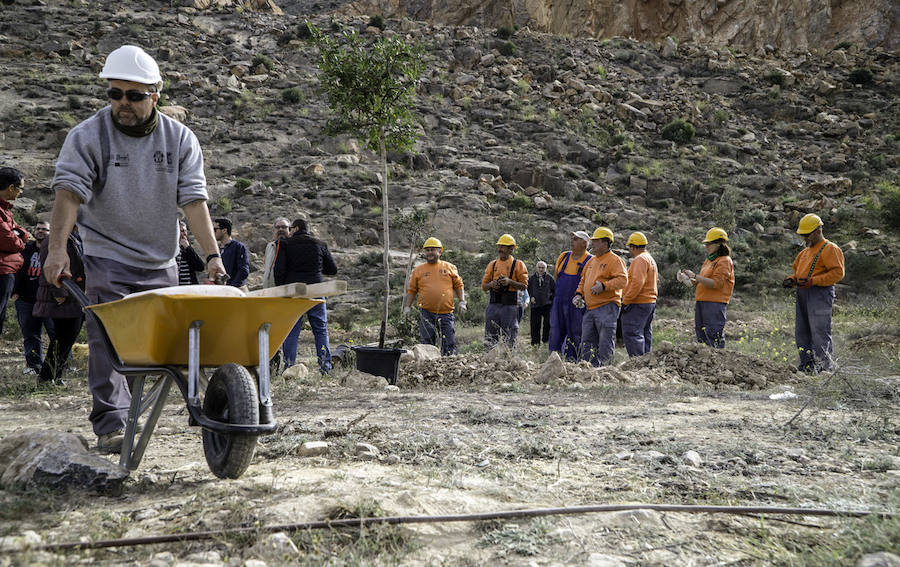 Plantación de árboles en la cantera de Orihuela