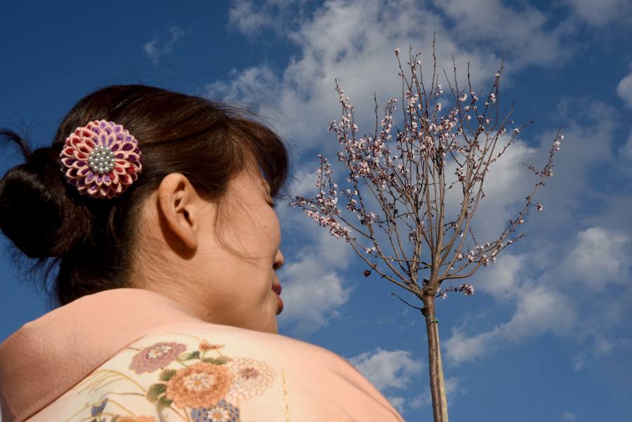 Las flores danzan en Los Palacios