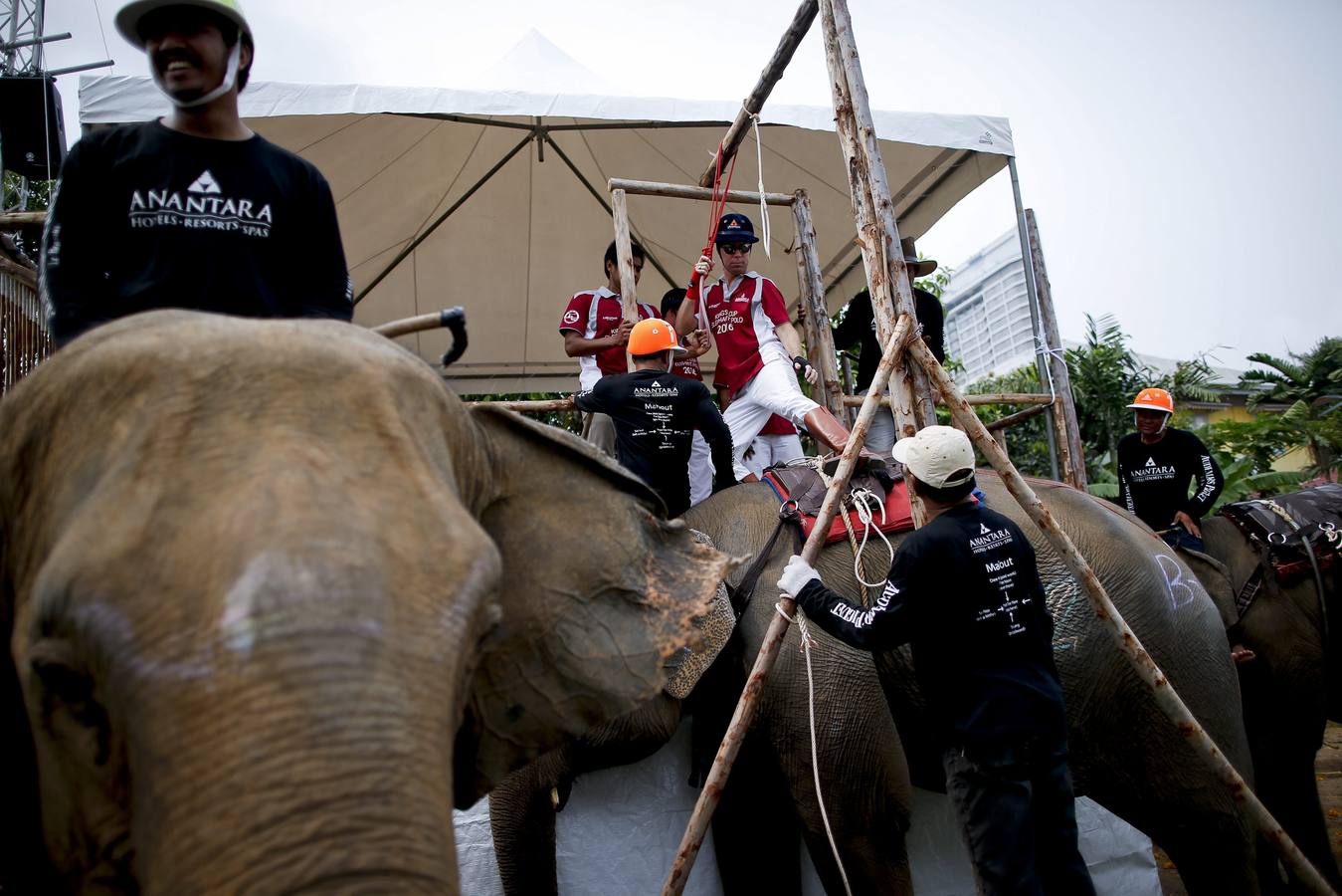 Polo con y para elefantes