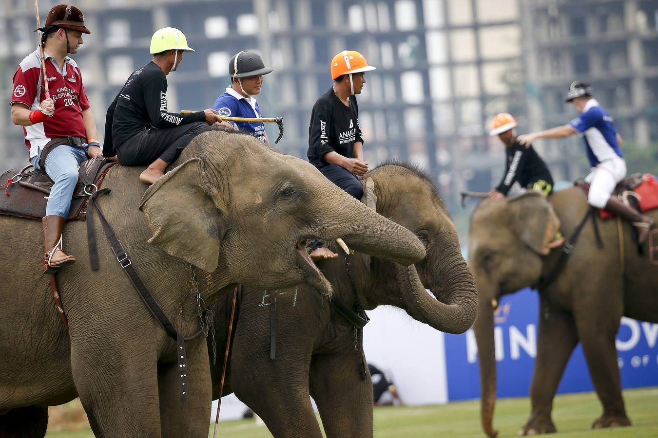 Polo con y para elefantes