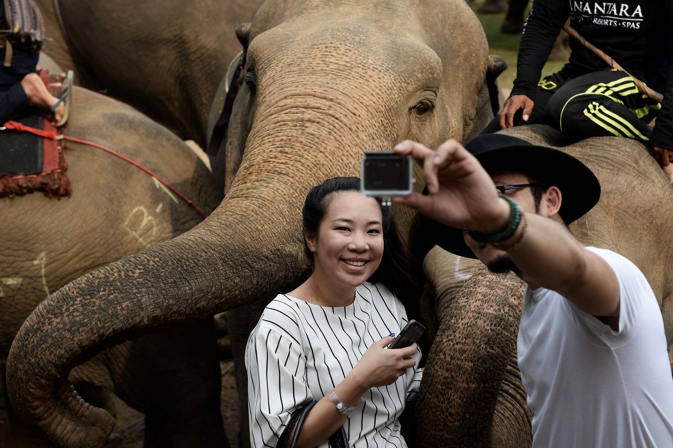 Polo con y para elefantes
