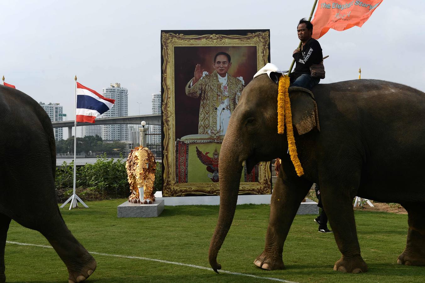 Polo con y para elefantes