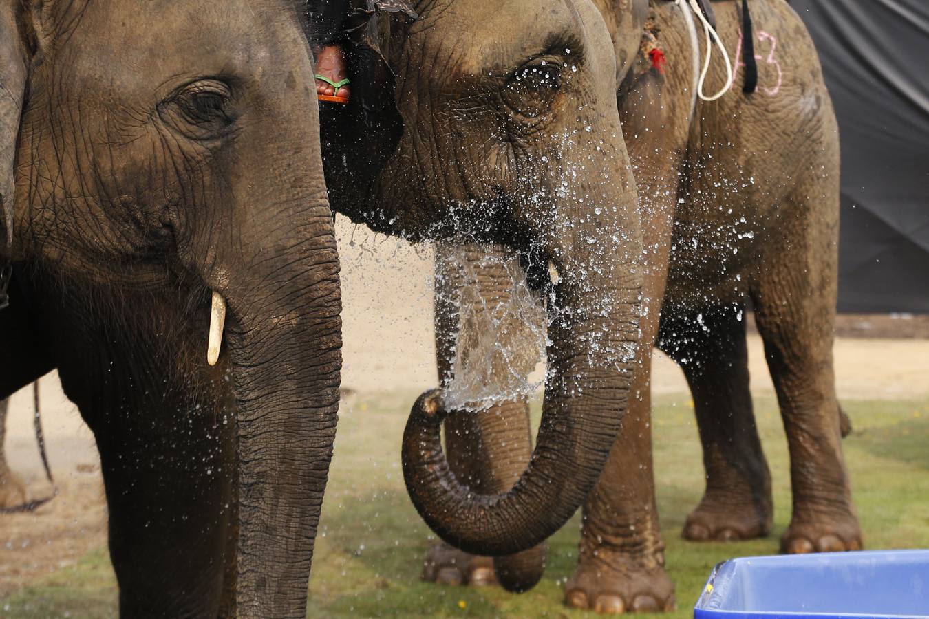 Polo con y para elefantes
