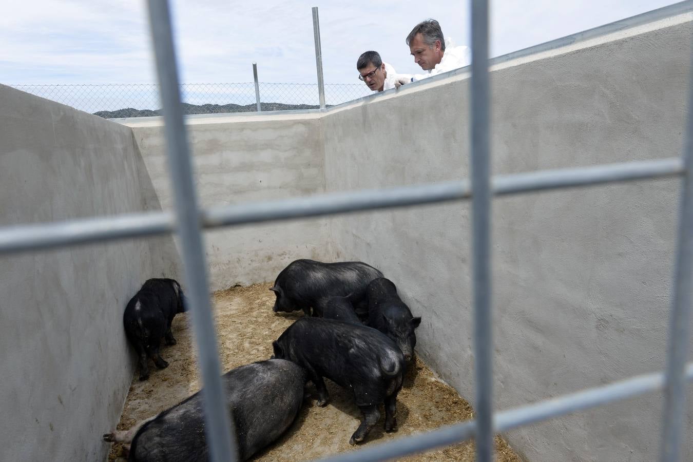 Casi todos los cerdos cogidos en Los Mateos acaban en el matadero