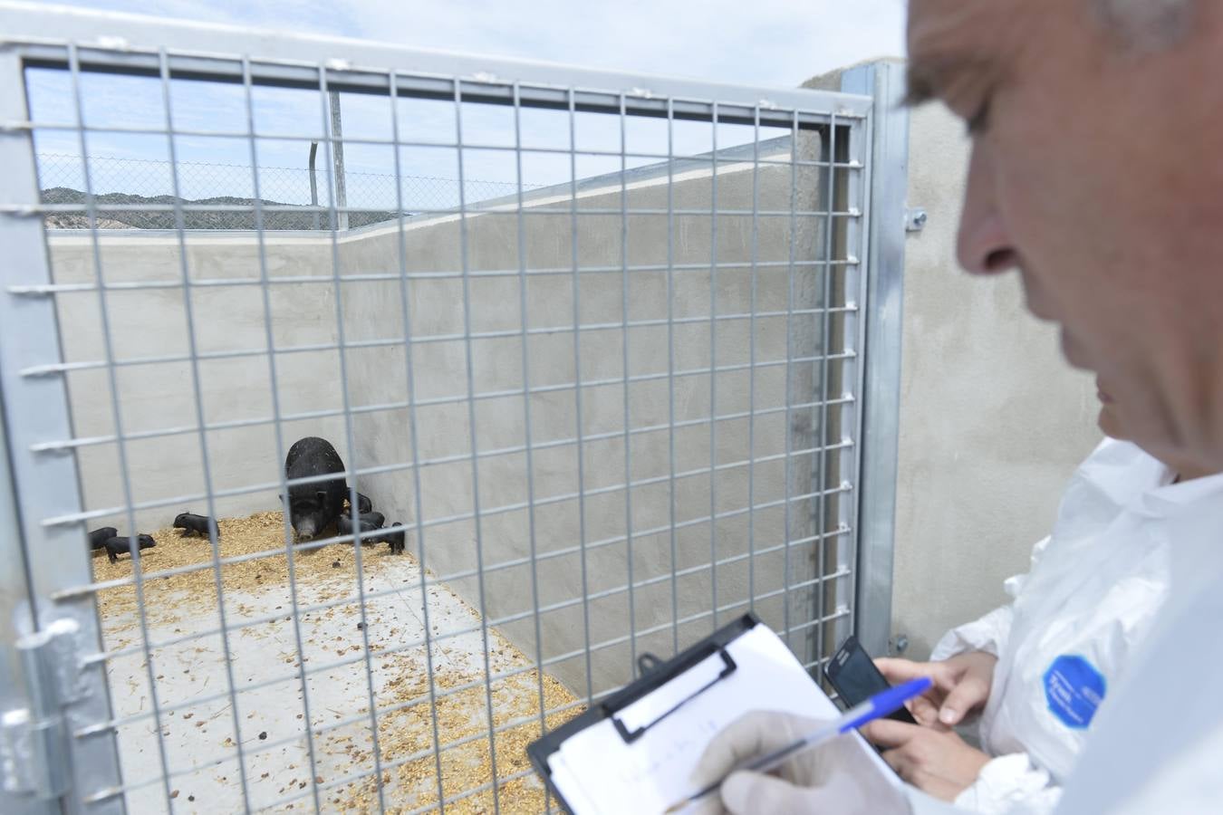 Casi todos los cerdos cogidos en Los Mateos acaban en el matadero