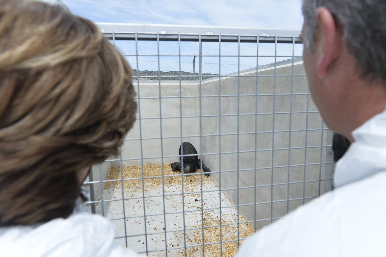 Casi todos los cerdos cogidos en Los Mateos acaban en el matadero