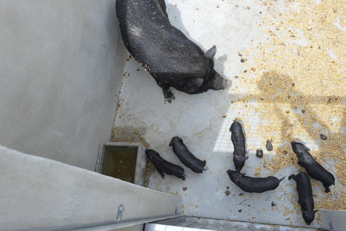 Casi todos los cerdos cogidos en Los Mateos acaban en el matadero