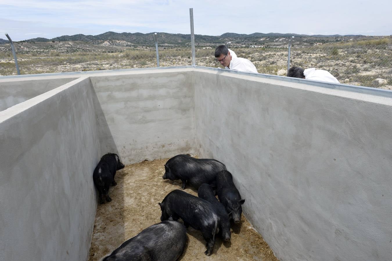 Casi todos los cerdos cogidos en Los Mateos acaban en el matadero