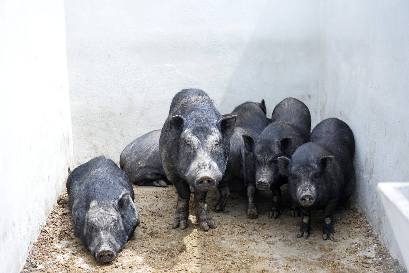 Casi todos los cerdos cogidos en Los Mateos acaban en el matadero