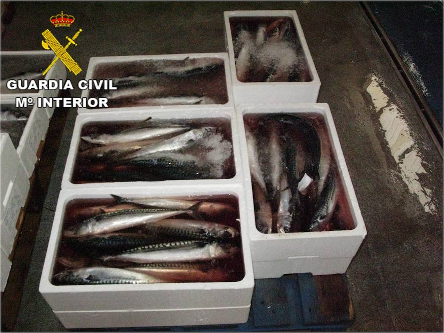 Intervienen casi 300 kilos de pescado ilegal en Villajoyosa y Alicante