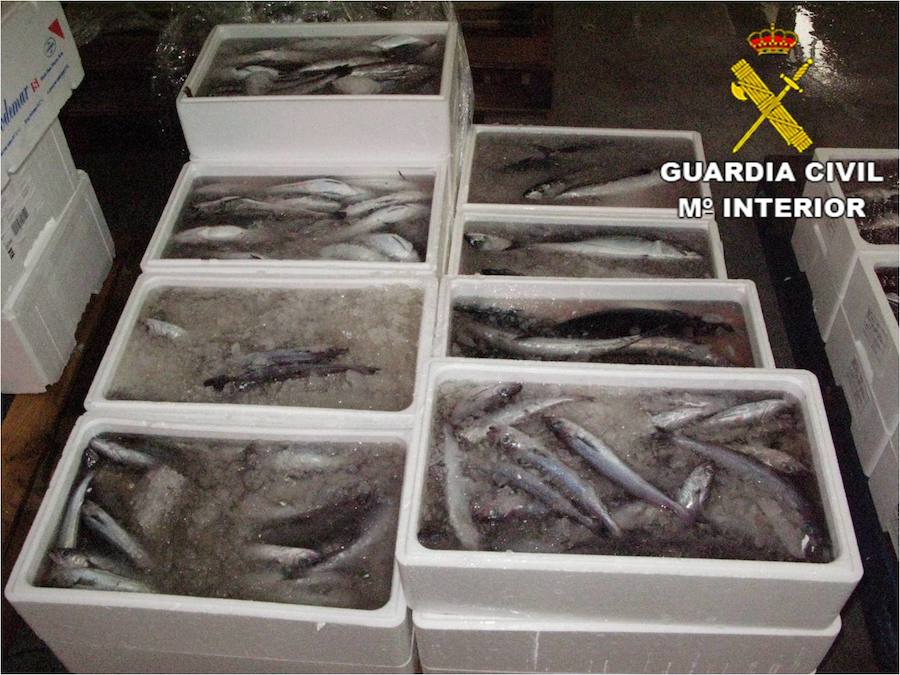 Intervienen casi 300 kilos de pescado ilegal en Villajoyosa y Alicante