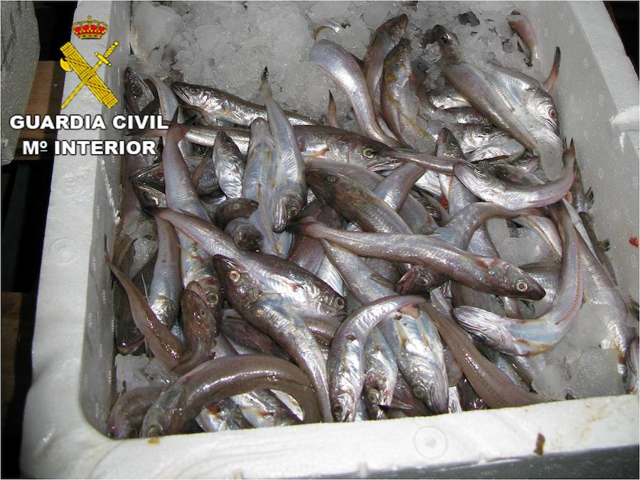 Intervienen casi 300 kilos de pescado ilegal en Villajoyosa y Alicante