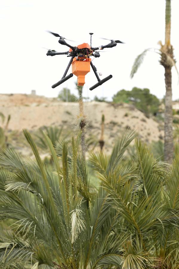 Un dron, nueva herramienta frente al picudo rojo