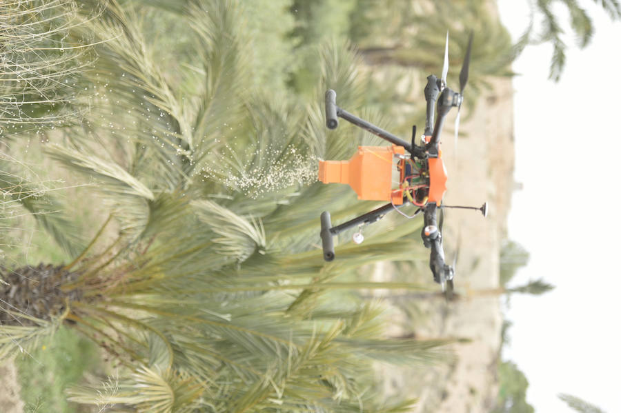 Un dron, nueva herramienta frente al picudo rojo