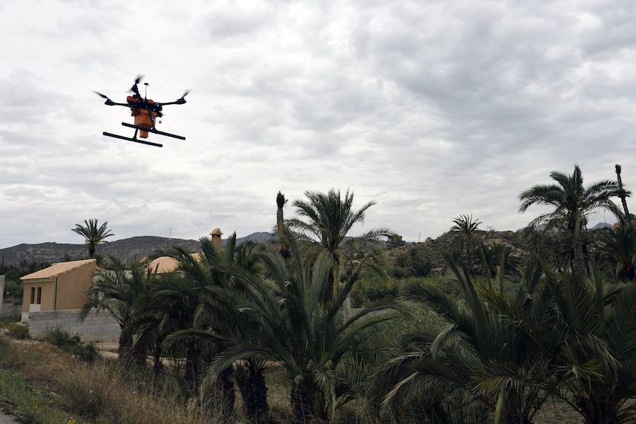 Un dron, nueva herramienta frente al picudo rojo