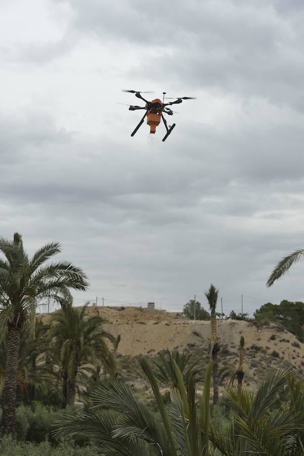 Un dron, nueva herramienta frente al picudo rojo