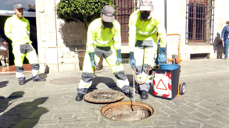 Campaña para eliminar ratas y cucarachas en Orihuela