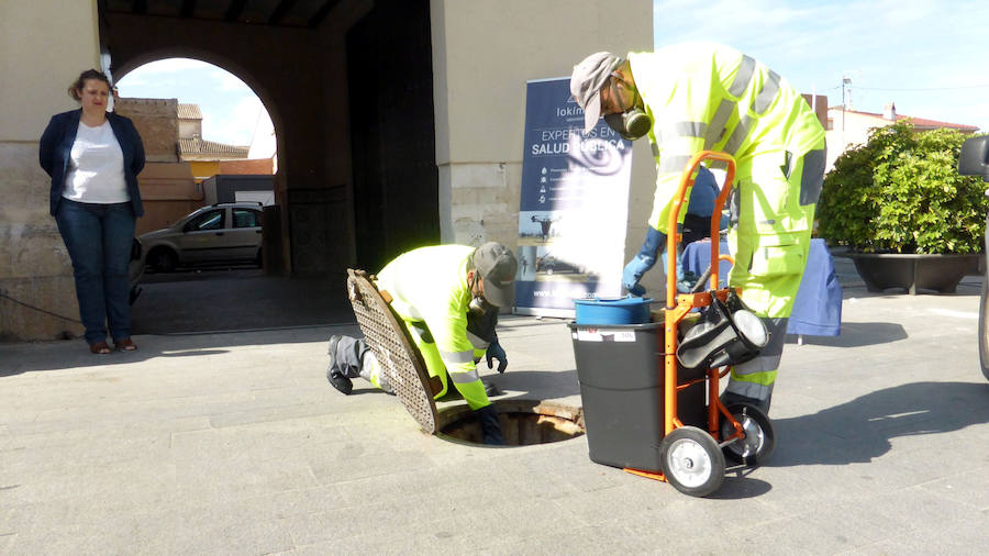 Campaña para eliminar ratas y cucarachas en Orihuela