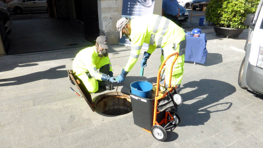 Campaña para eliminar ratas y cucarachas en Orihuela