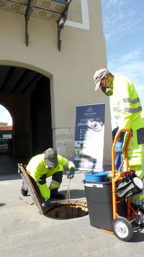 Campaña para eliminar ratas y cucarachas en Orihuela