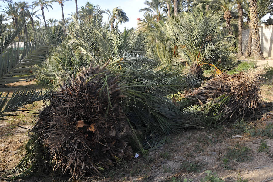 Elche detecta 414 nuevas palmeras afectadas por picudo rojo