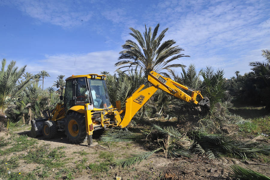 Elche detecta 414 nuevas palmeras afectadas por picudo rojo