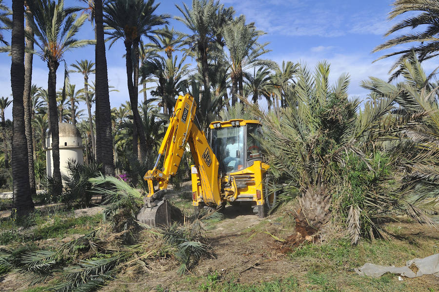 Elche detecta 414 nuevas palmeras afectadas por picudo rojo