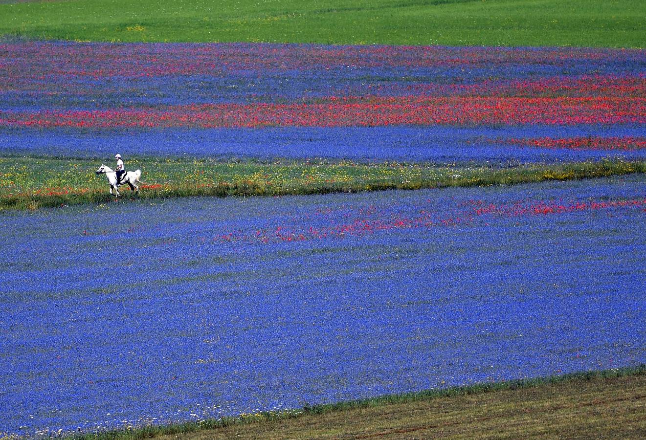 Un mar de color