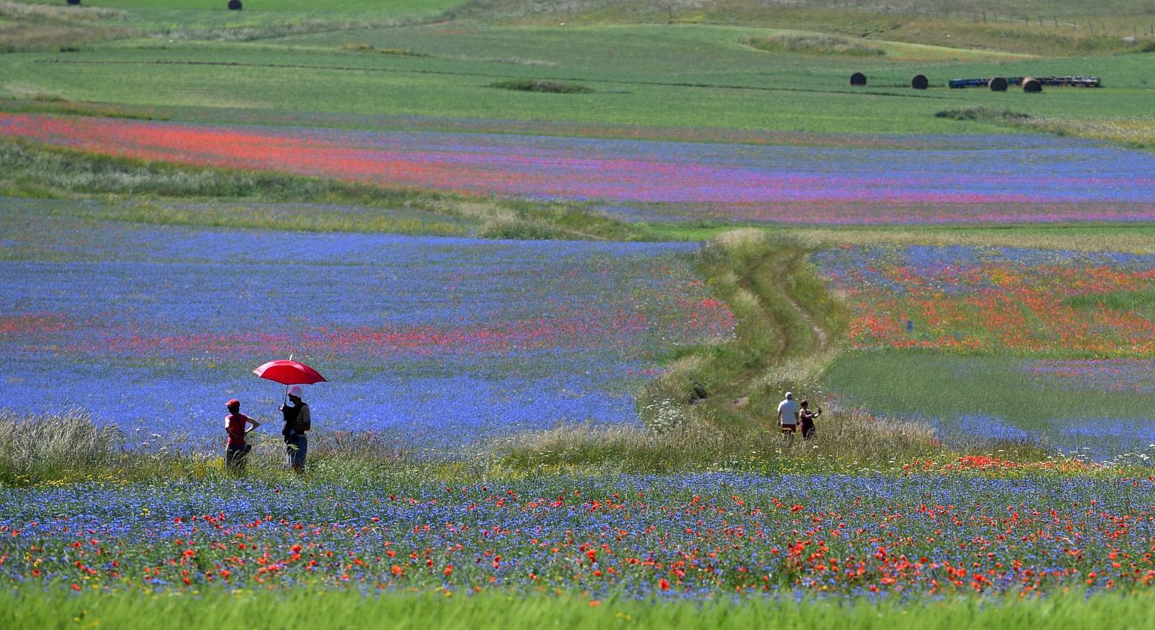 Un mar de color