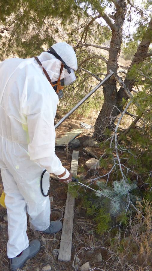 Fumigan el cactus de Arizona en la Vega Baja