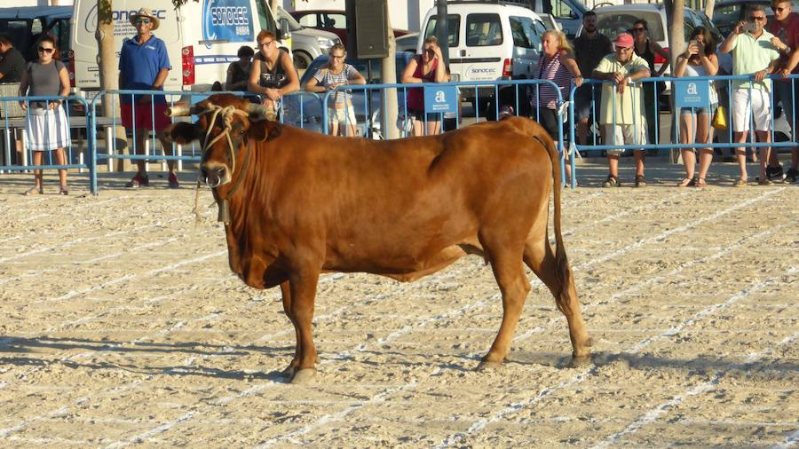 Una caca de vaca que vale 2.000 euros en Dolores