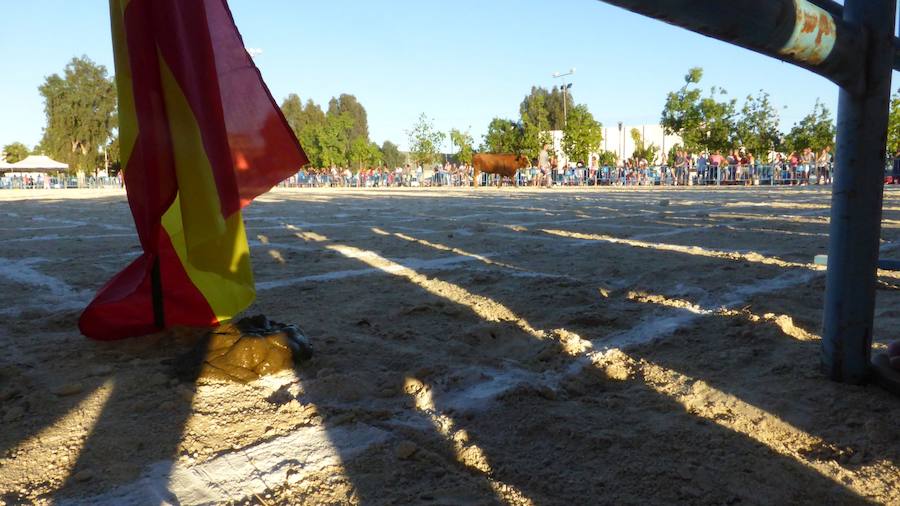 Una caca de vaca que vale 2.000 euros en Dolores