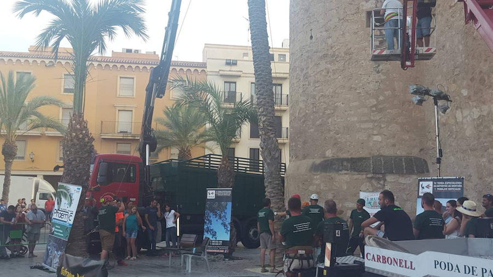 El certamen de trepa de palmera repite ganadores en Elche