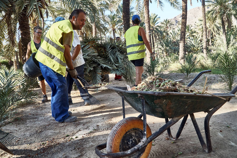 Limpieza en el palmeral de Orihuela