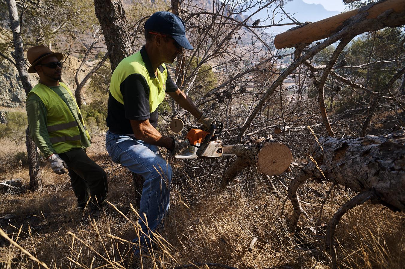 Medio Ambiente talará más de un millar de pinos en San Miguel