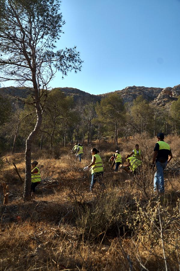 Medio Ambiente talará más de un millar de pinos en San Miguel